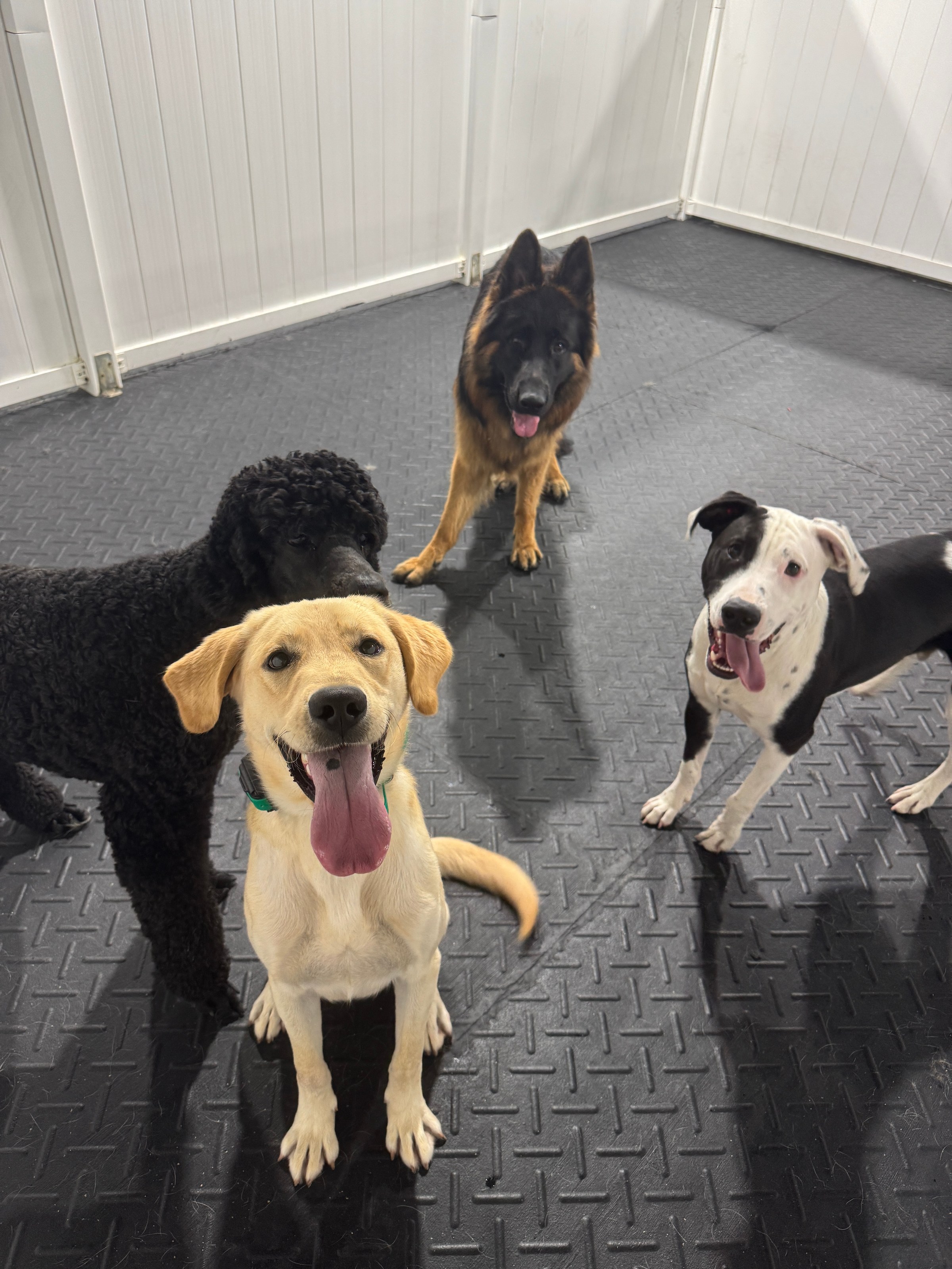 Four-dog structured group at the Ridgeside K9 Knoxville facility