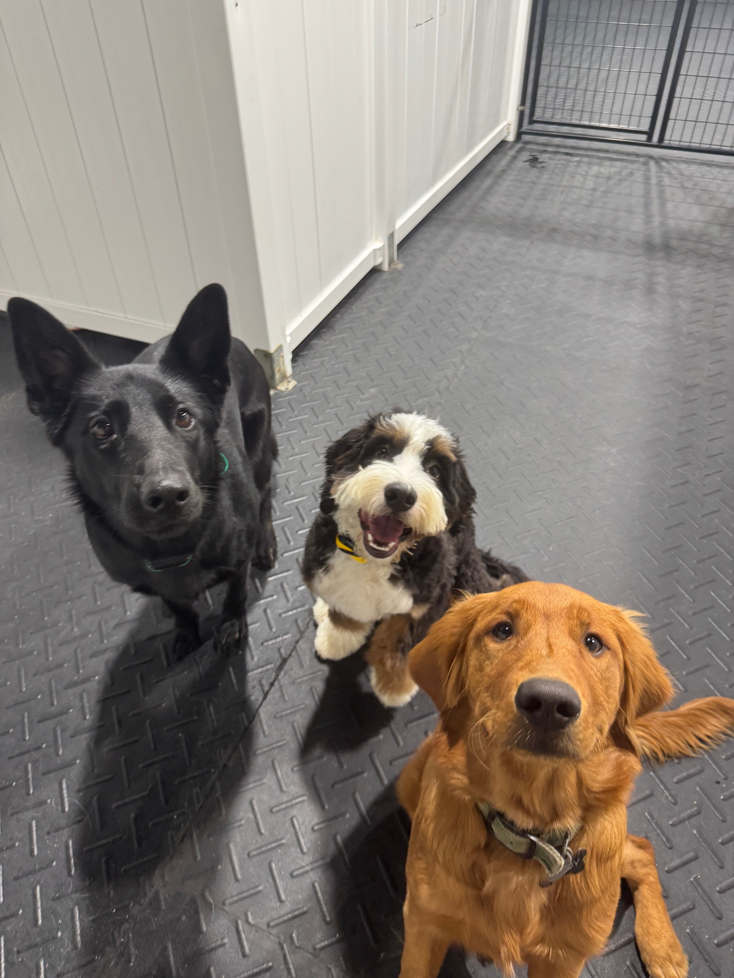 Three dogs holding a group sit-stay during a Ridgeside K9 obedience drill