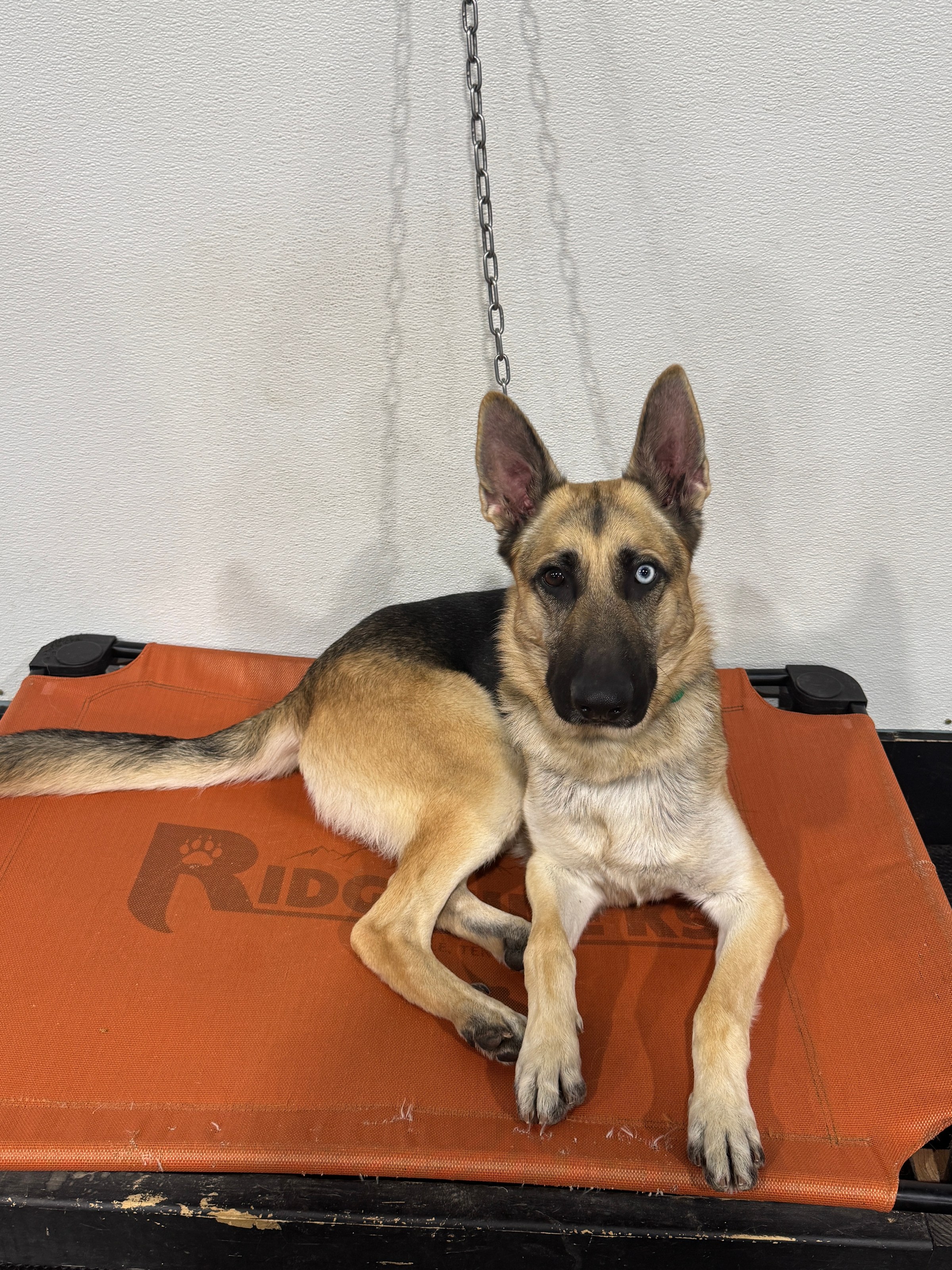 A focused German shepherd resting on a Ridgeside K9 Kuranda bed