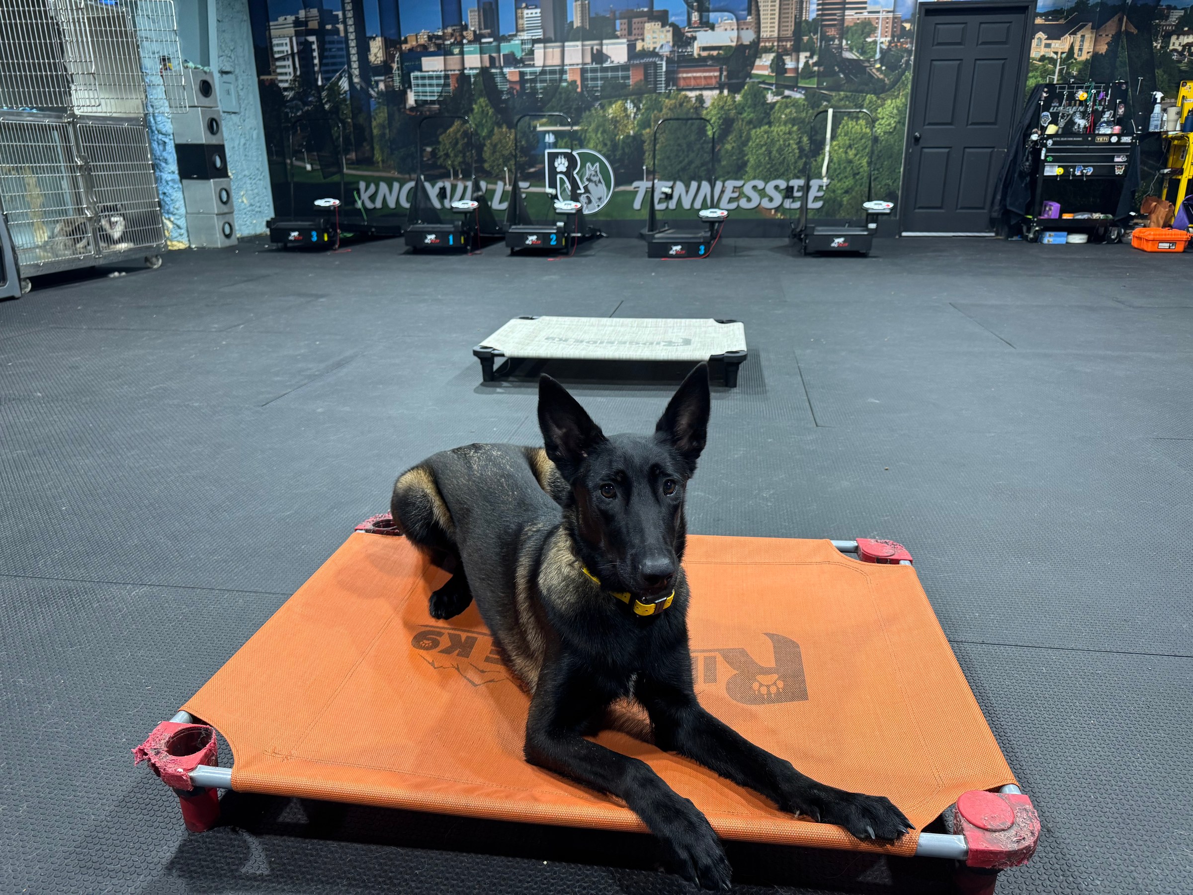 Ridgeside K9 Knoxville behavior-modification trainer working with a dog at our Alcoa, TN facility