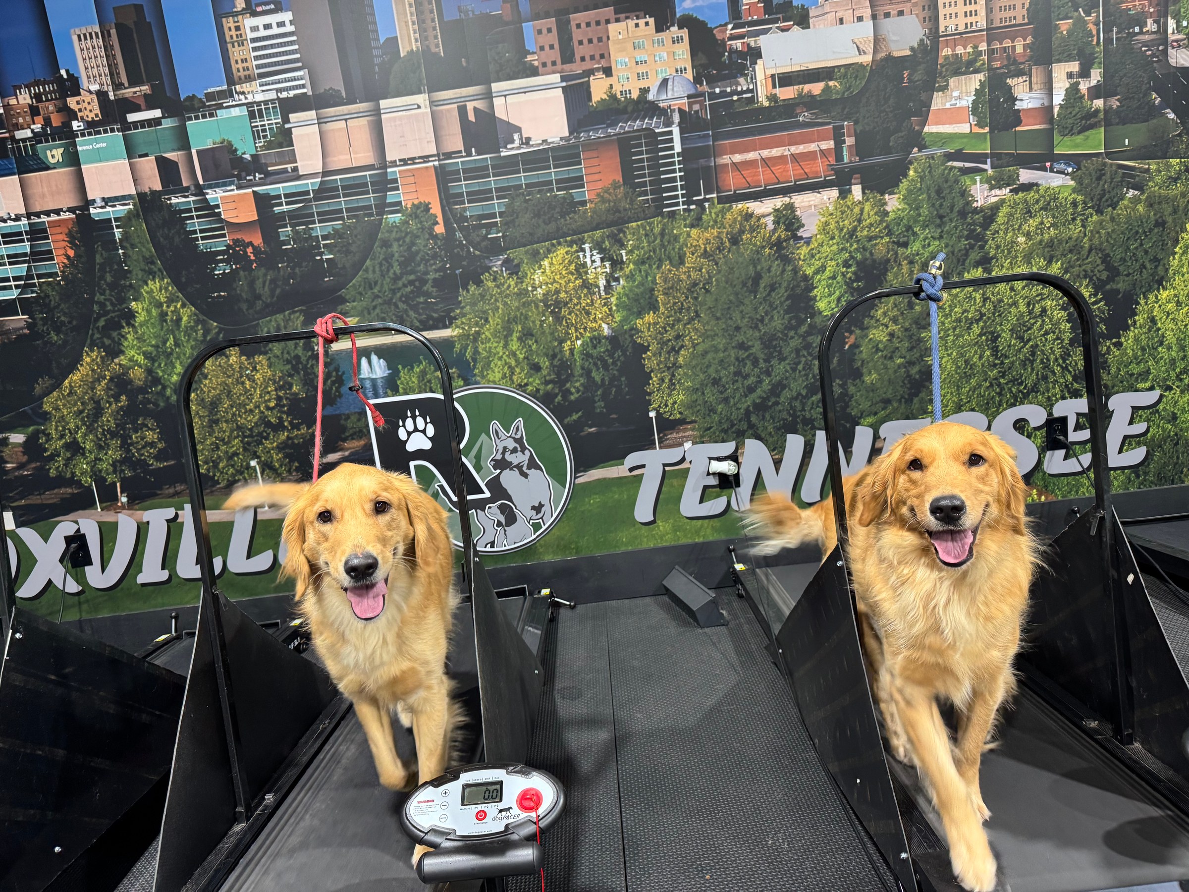 Two golden retrievers running on dog treadmills at the Ridgeside K9 Knoxville facility